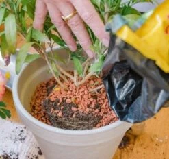 Bio-Pflanz-Granulat Für Hochbeete, Balkon- & Kübelpflanzen, 12,50 L 9 Bio-Pflanz-Granulat Für Hochbeete, Balkon- & Kübelpflanzen, 12,50 L -Deutschland Gartenbedarf Verkäufe 2024 seramis bio pflanz granulat fuer hochbeete balkon kuebelpflanzen 1680383 de