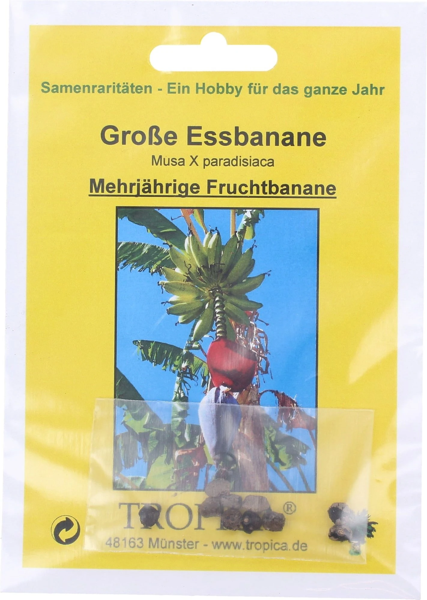 Große Essbanane, 10 Korn 4 Große Essbanane, 10 Korn – Bild 2