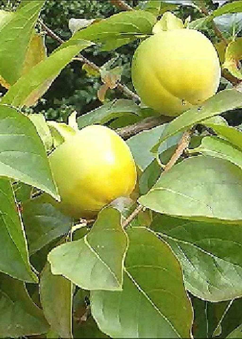 Kakibaum, 10 Korn 3 Kakibaum, 10 Korn