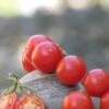 Mexikanische Honigtomate, 2 G -Deutschland Gartenbedarf Verkäufe 2024 tropica mexikanische honigtomate 2 g 1654222 de