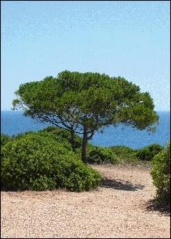 Mittelmeer-Pinie -Deutschland Gartenbedarf Verkäufe 2024 tropica mittelmeer pinie 1 st 1669587 de