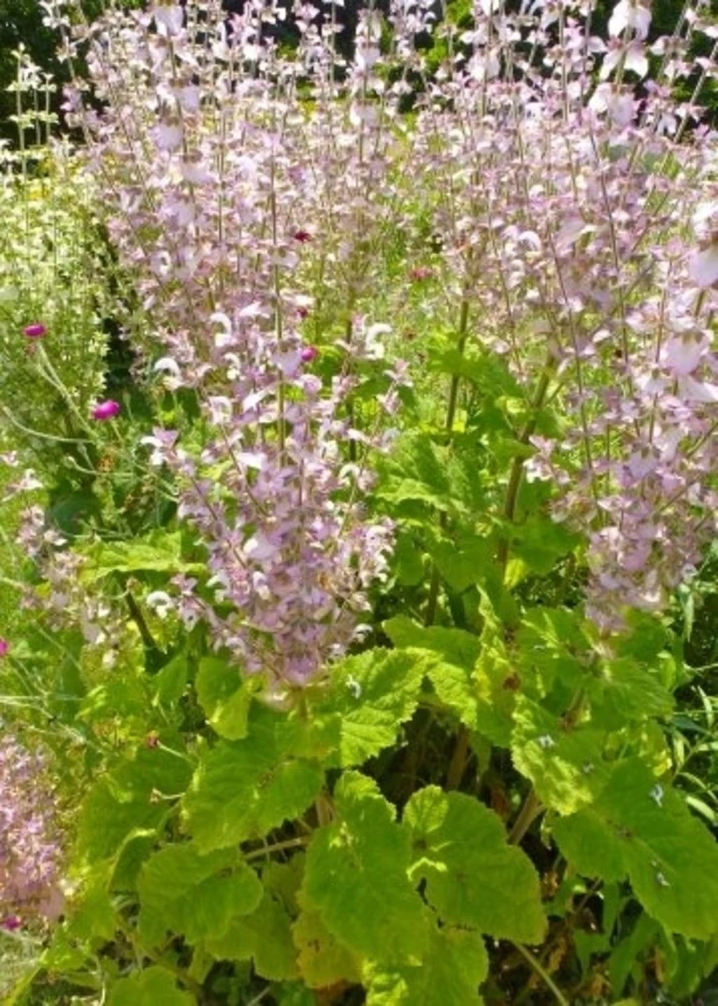 Muskateller-Salbei, 200 Korn 3 Muskateller-Salbei, 200 Korn