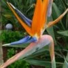 Paradiesvogelblume 1 Paradiesvogelblume -Deutschland Gartenbedarf Verkäufe 2024 tropica paradiesvogelblume 1 paket 1666183 de