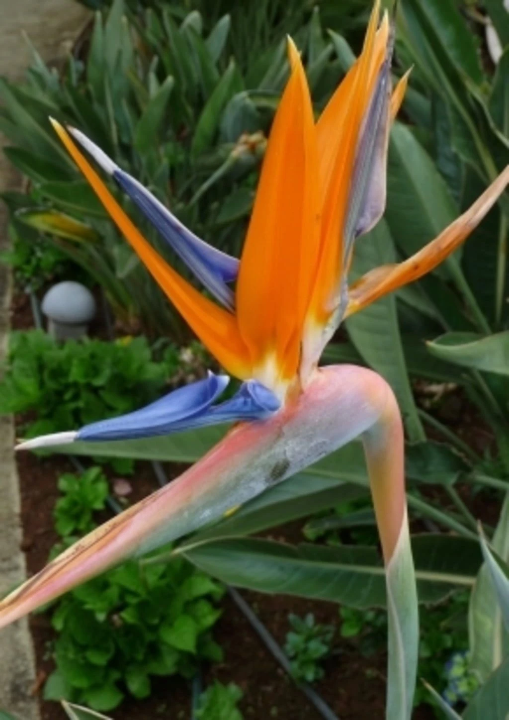 Paradiesvogelblume 3 Paradiesvogelblume