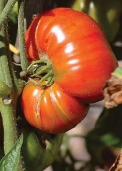 Tomate "Pink Brandywine", 2 G -Deutschland Gartenbedarf Verkäufe 2024 tropica tomate pink brandywine 2 g 1654226 de