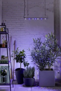 GrowLight Quattro, 35 Watt 7 GrowLight Quattro, 35 Watt -Deutschland Gartenbedarf Verkäufe 2024 venso growlight quattro 35 watt 884065 de