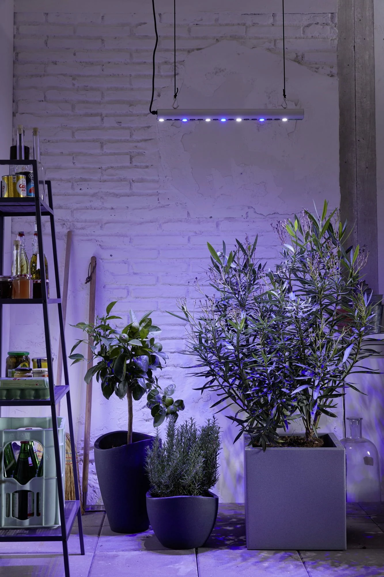 GrowLight Quattro, 35 Watt 5 GrowLight Quattro, 35 Watt – Bild 3