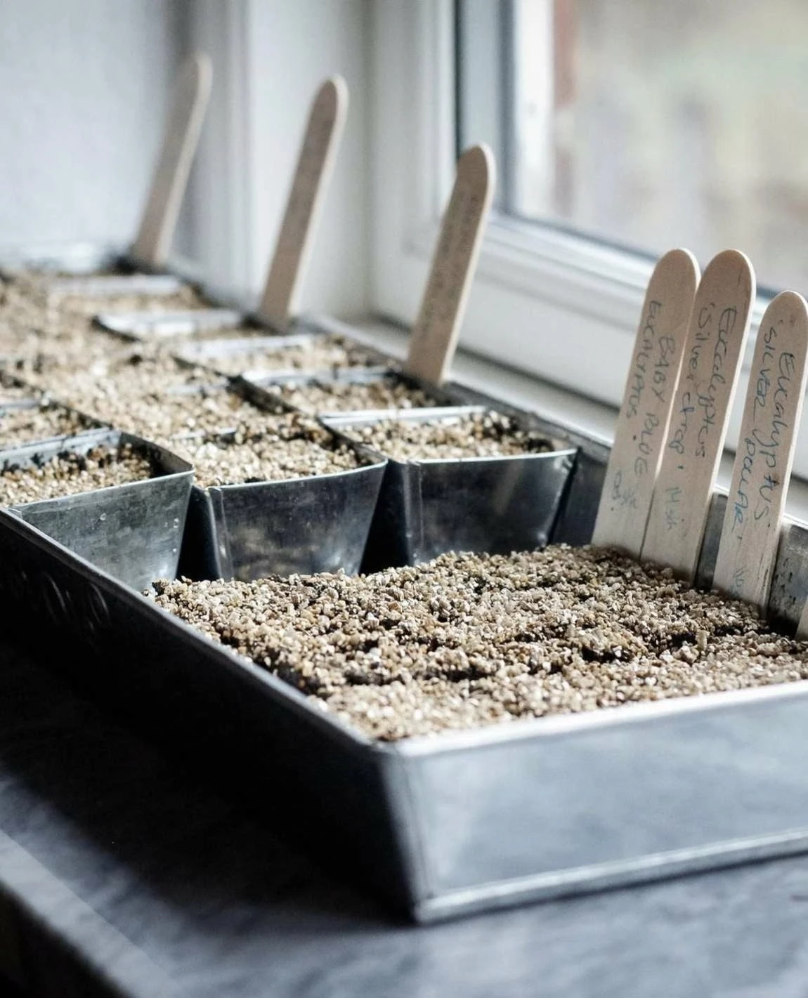 Anzuchtplatte Mit 30 Einzeltöpfen - Verzinkt 3 Anzuchtplatte Mit 30 Einzeltöpfen - Verzinkt