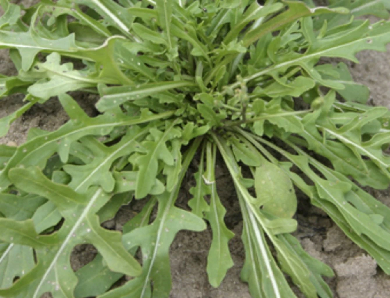 Wilder Rukola, 1 G 3 Wilder Rukola, 1 G