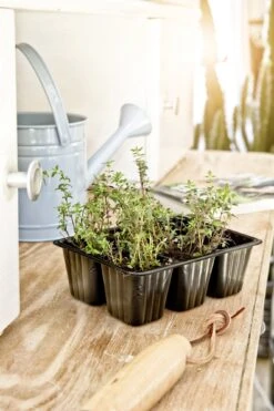 Windhager Topfplatten, 6er Platte 8 Windhager Topfplatten, 6er Platte -Deutschland Gartenbedarf Verkäufe 2024 windhager topfplatten 4 x 6 toepfe 761087 de