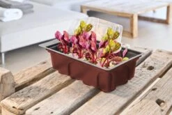 Windhager Zimmer-Treibhaus Mini Mit 8x Quelltabs -Deutschland Gartenbedarf Verkäufe 2024 windhager zimmer treibhaus mini mit 8x quelltabs 1 st 1667500 de