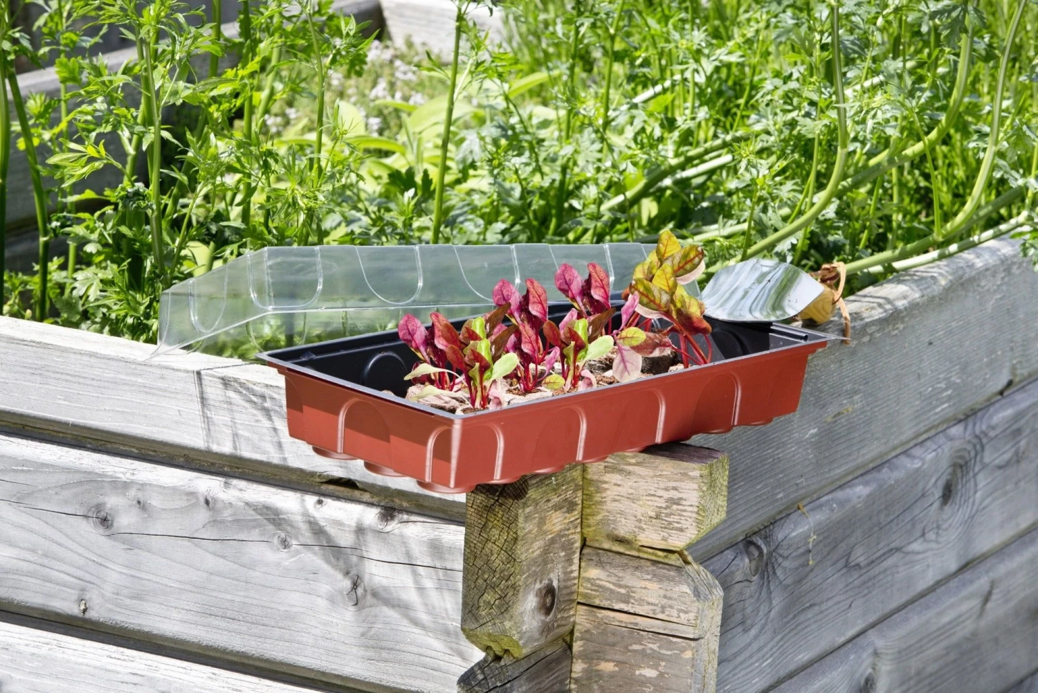 Windhager Zimmertreibhaus Inkl. 24 Quelltabs 4 Windhager Zimmertreibhaus Inkl. 24 Quelltabs – Bild 2