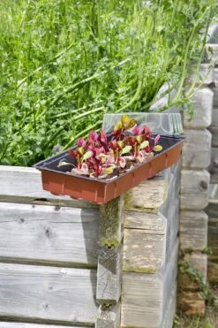 Windhager Zimmertreibhaus Inkl. 24 Quelltabs 13 Windhager Zimmertreibhaus Inkl. 24 Quelltabs -Deutschland Gartenbedarf Verkäufe 2024 windhager zimmertreibhaus inkl 24 quelltabs 1 set 659903 de