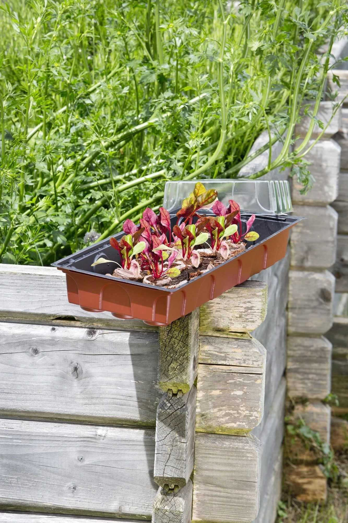 Windhager Zimmertreibhaus Inkl. 24 Quelltabs 7 Windhager Zimmertreibhaus Inkl. 24 Quelltabs – Bild 5