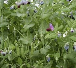 Zuckererbse "Graue Rotblühende", 75 G