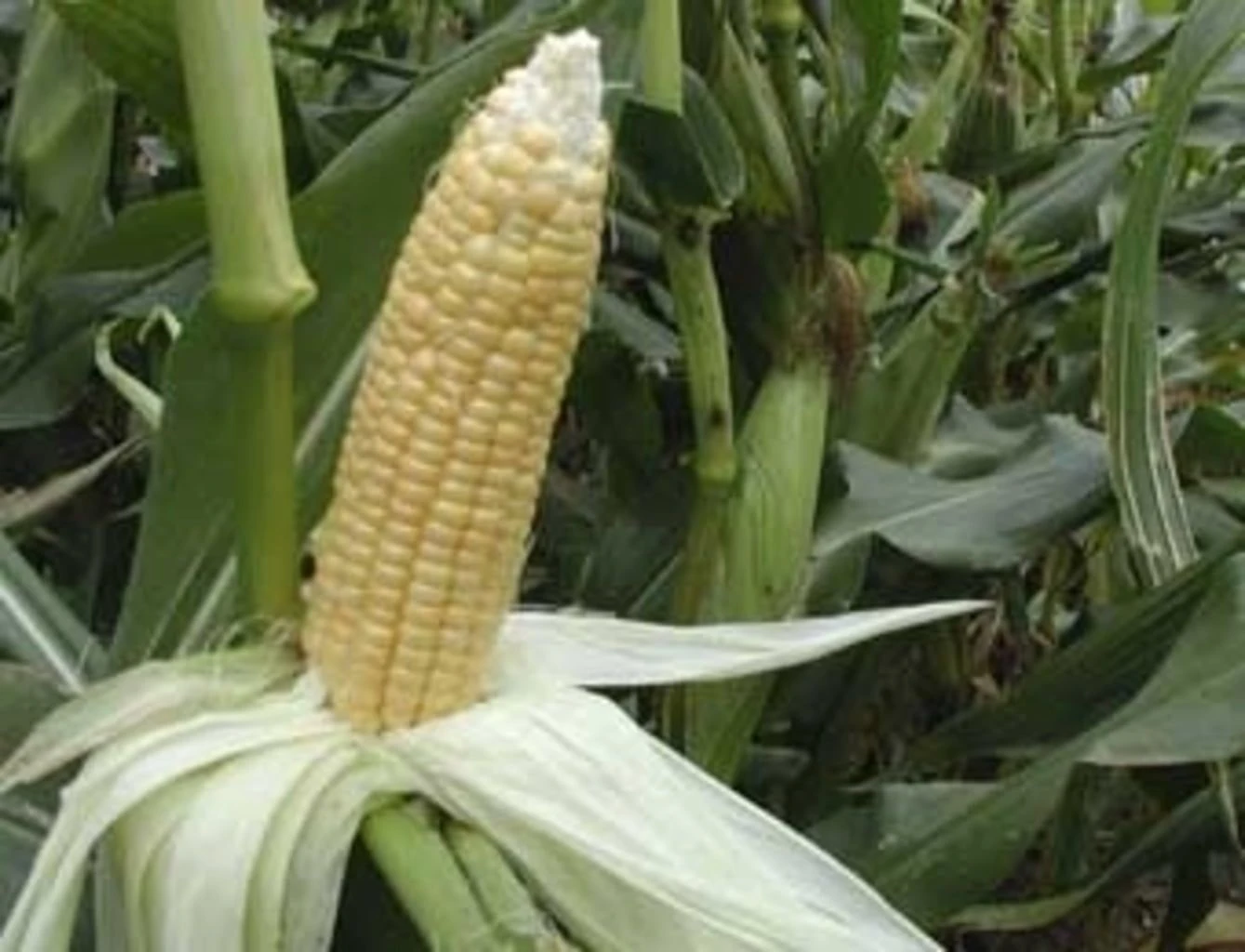 Zuckermais "Golden Bantam", 15 G 4 Zuckermais "Golden Bantam", 15 G – Bild 2